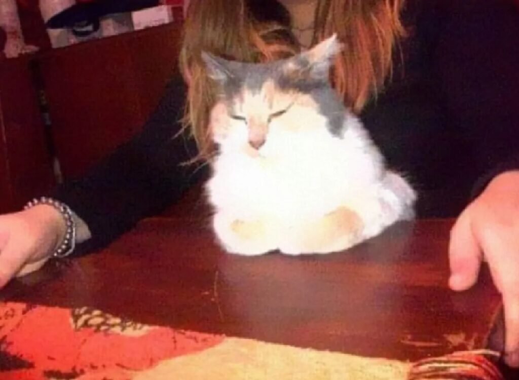 gatto sul tavolo 