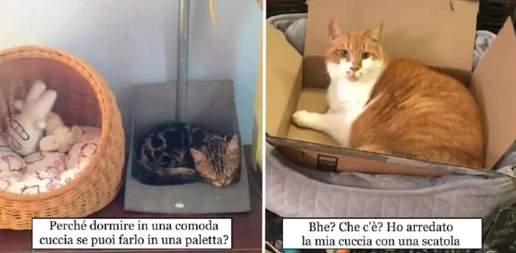 proprietari che non capiscono il funzionamento dei gatti