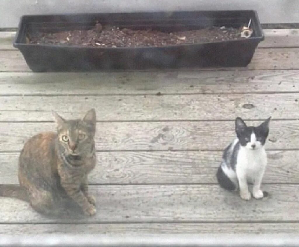 gatti veranda della casa 