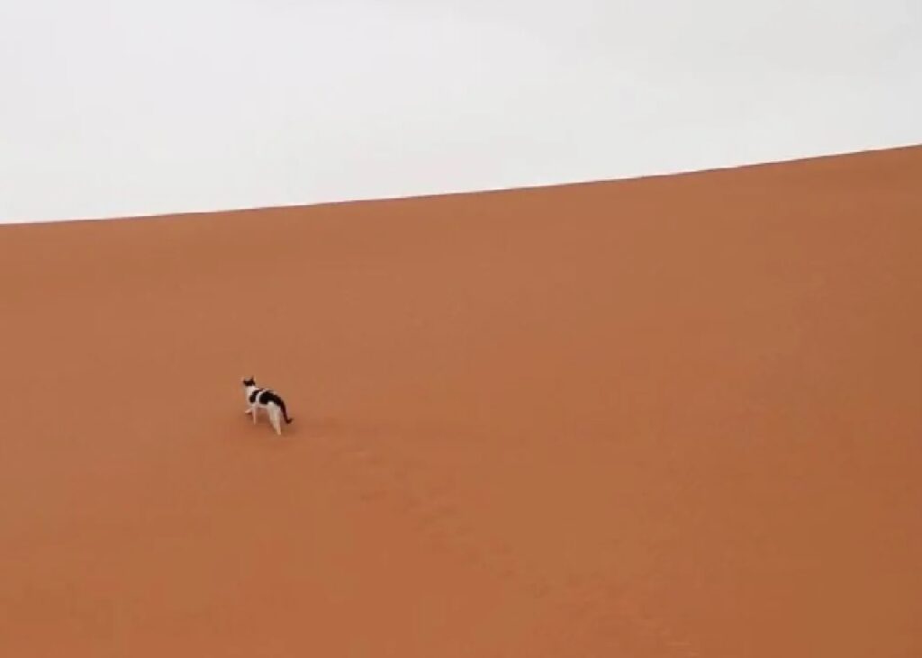 gatto vaga per il deserto 