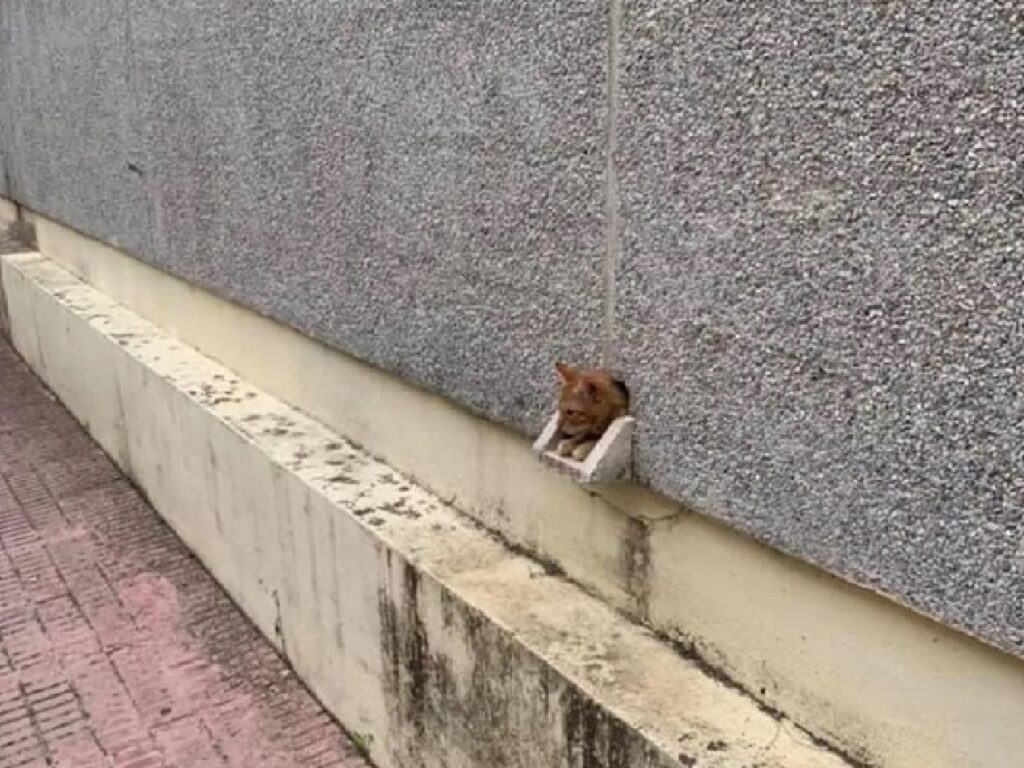 gatto esce da buco nel muro 
