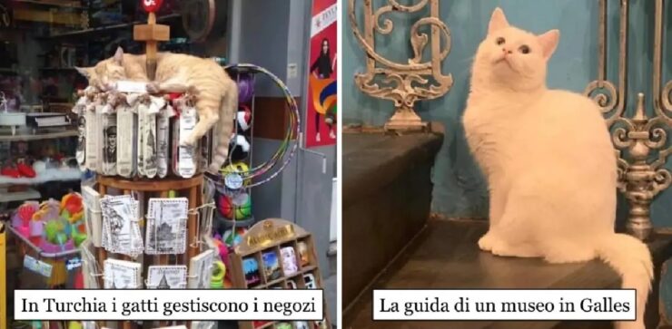 scopriamo non ci sia luogo in cui i gatti non sono stati