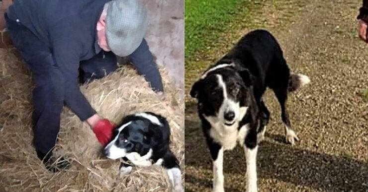 Border Collie col proprietario