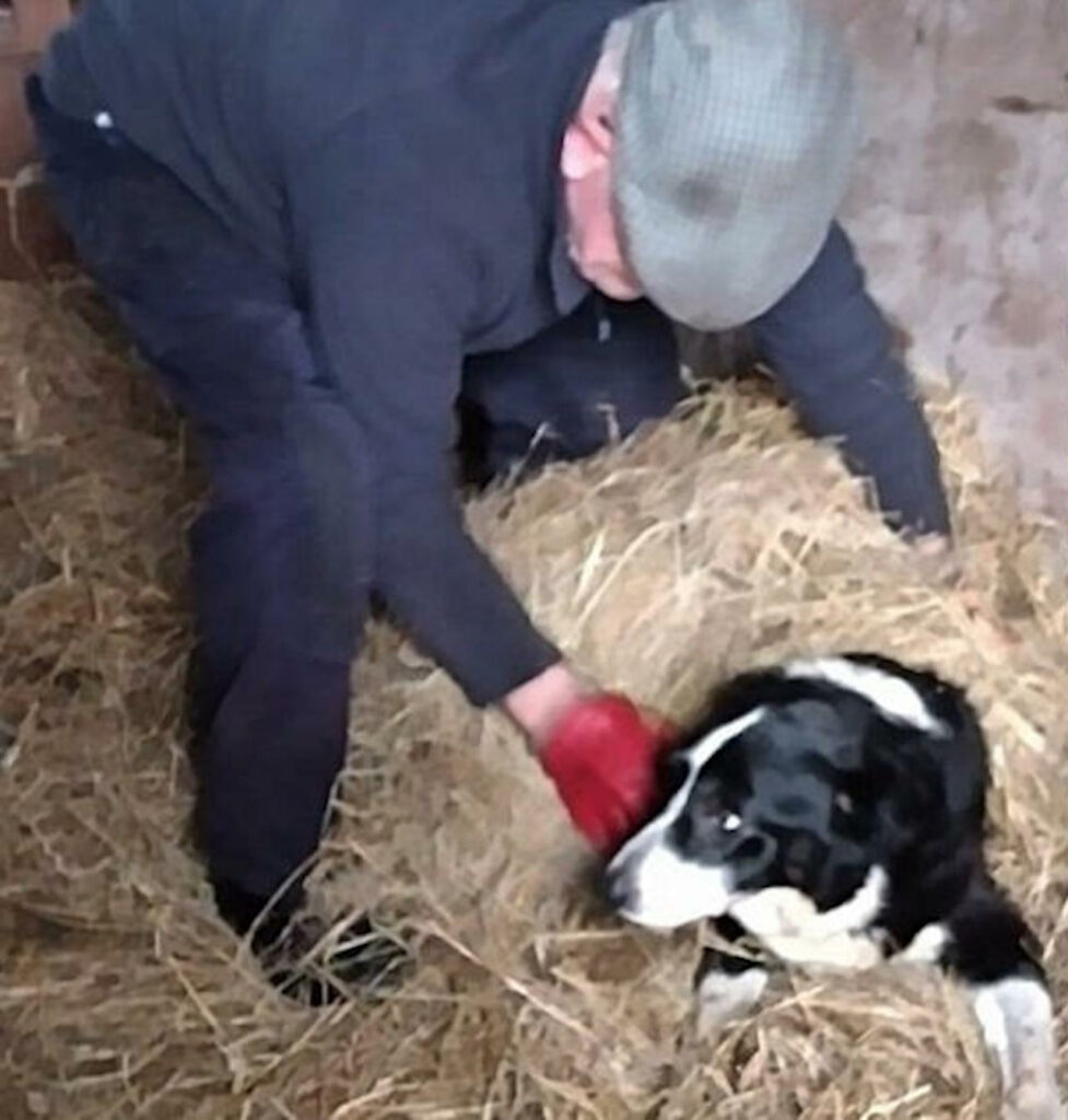 Padrone si prende cura di un Border Collie