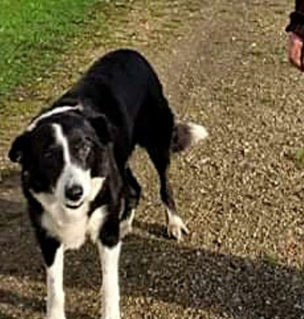 Un esemplare di Border Collie