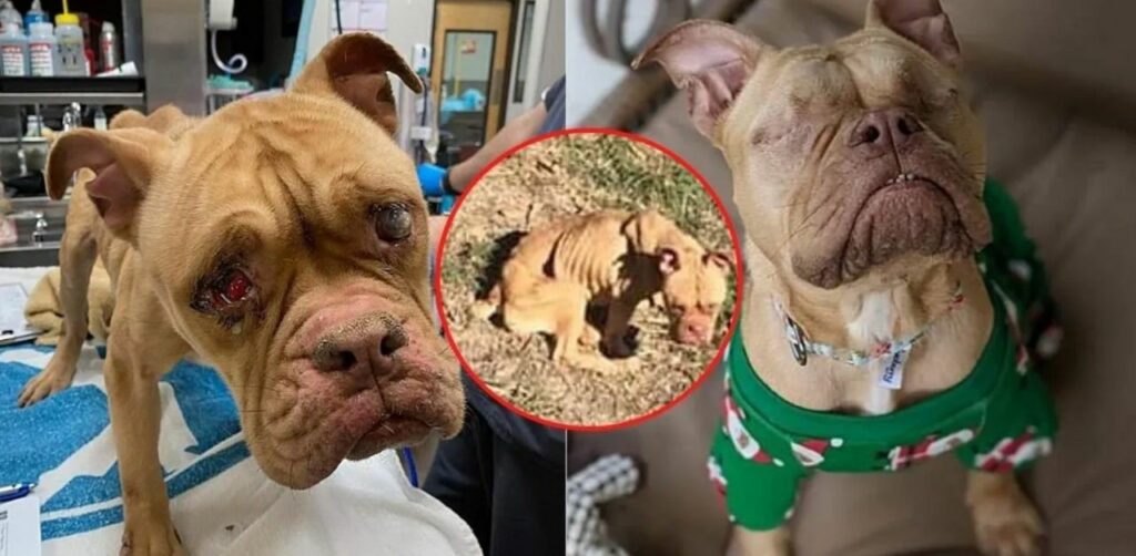 La tragica storia di Nina, cagnolina abbandonata perché non poteva più avere figli