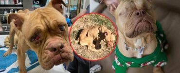 La tragica storia di Nina, cagnolina abbandonata perché non poteva più avere figli