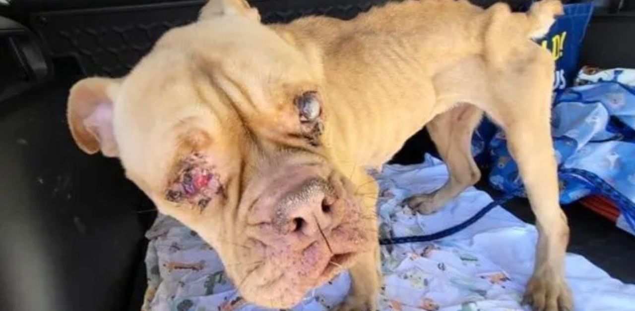 La tragica storia di Nina, cagnolina abbandonata perché non poteva più avere figli