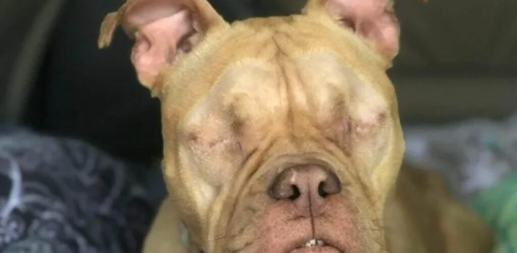 La tragica storia di Nina, cagnolina abbandonata perché non poteva più avere figli