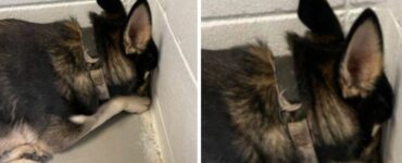 Cagnolino spaventata dopo essere stata portata in rifugio nasconde la testa nell'angolo del box per provare a nascondersi