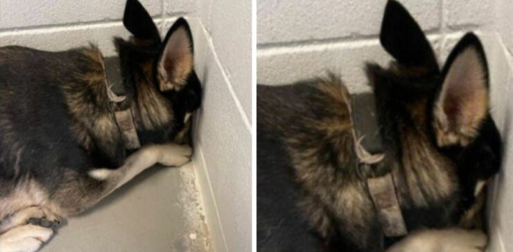 Cagnolino spaventata dopo essere stata portata in rifugio nasconde la testa nell'angolo del box per provare a nascondersi