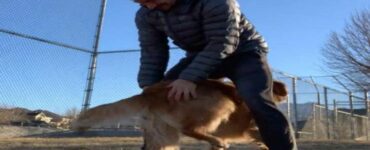 Cagnolina balla con il suo proprietario in maniera molto strana e particolare: il video vi renderà felici