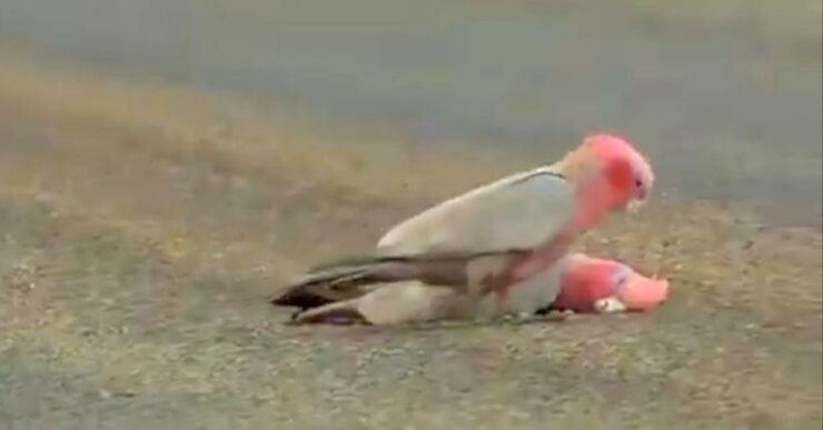 Cacatua prova a salvare amata