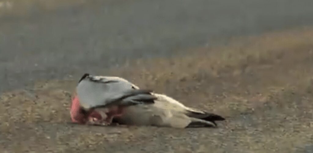 Cacatua morto