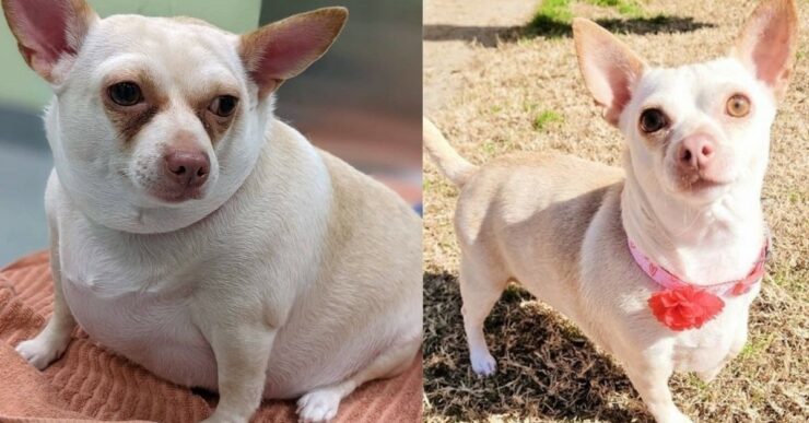 Chihuahua perde peso