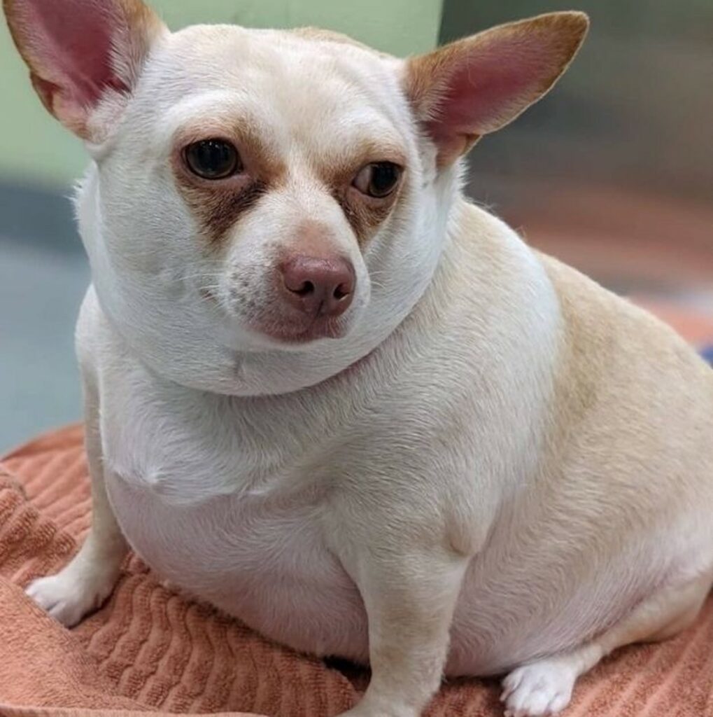 Chihuahua obeso