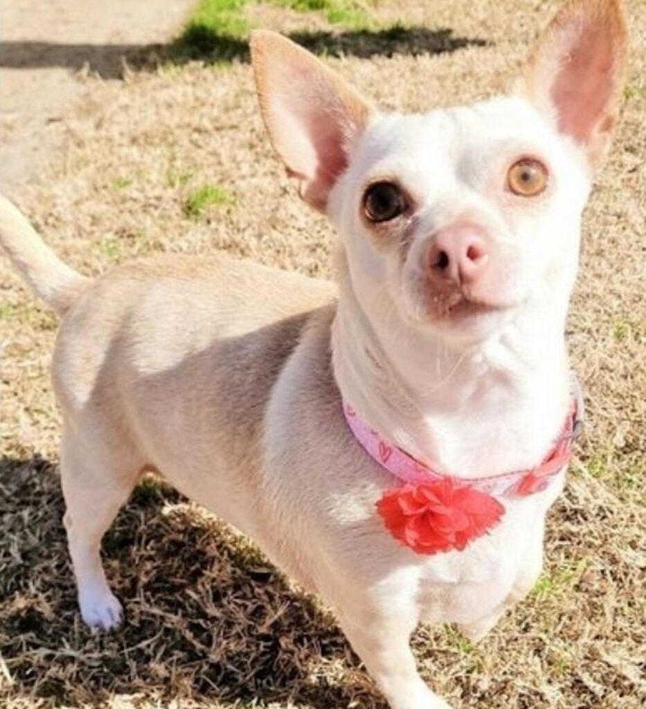 Cagnolina