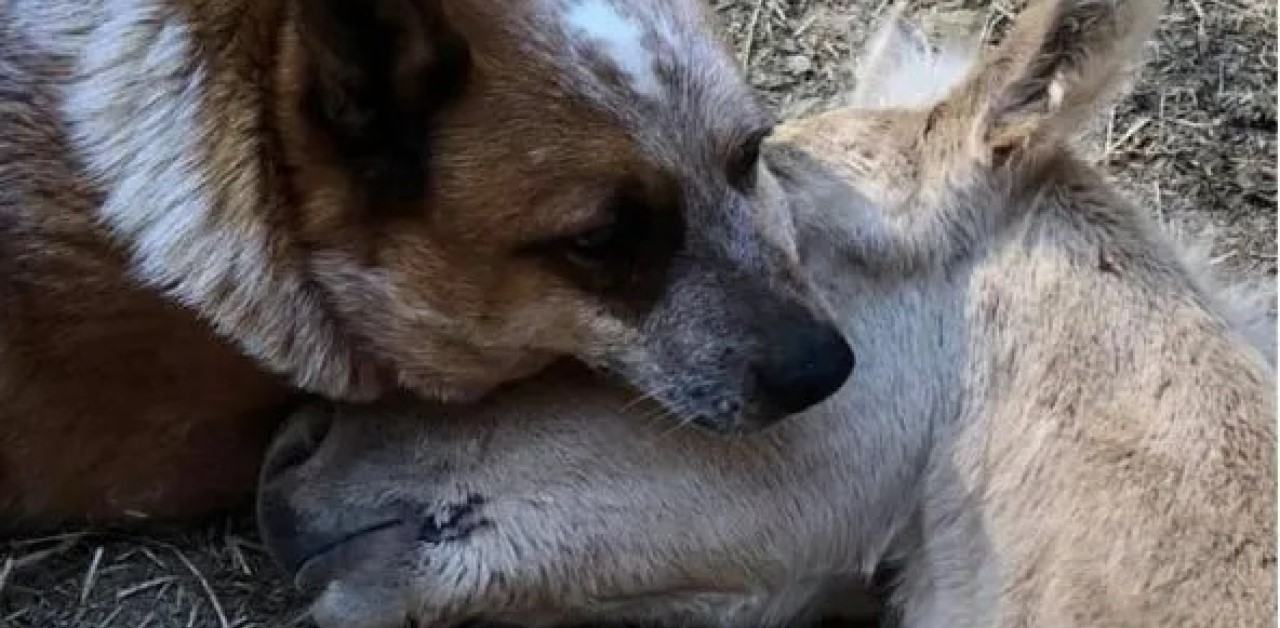 cucciolo con Puledro