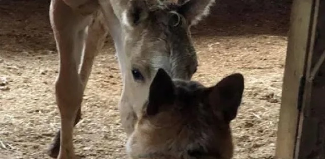 cucciolo con Puledro