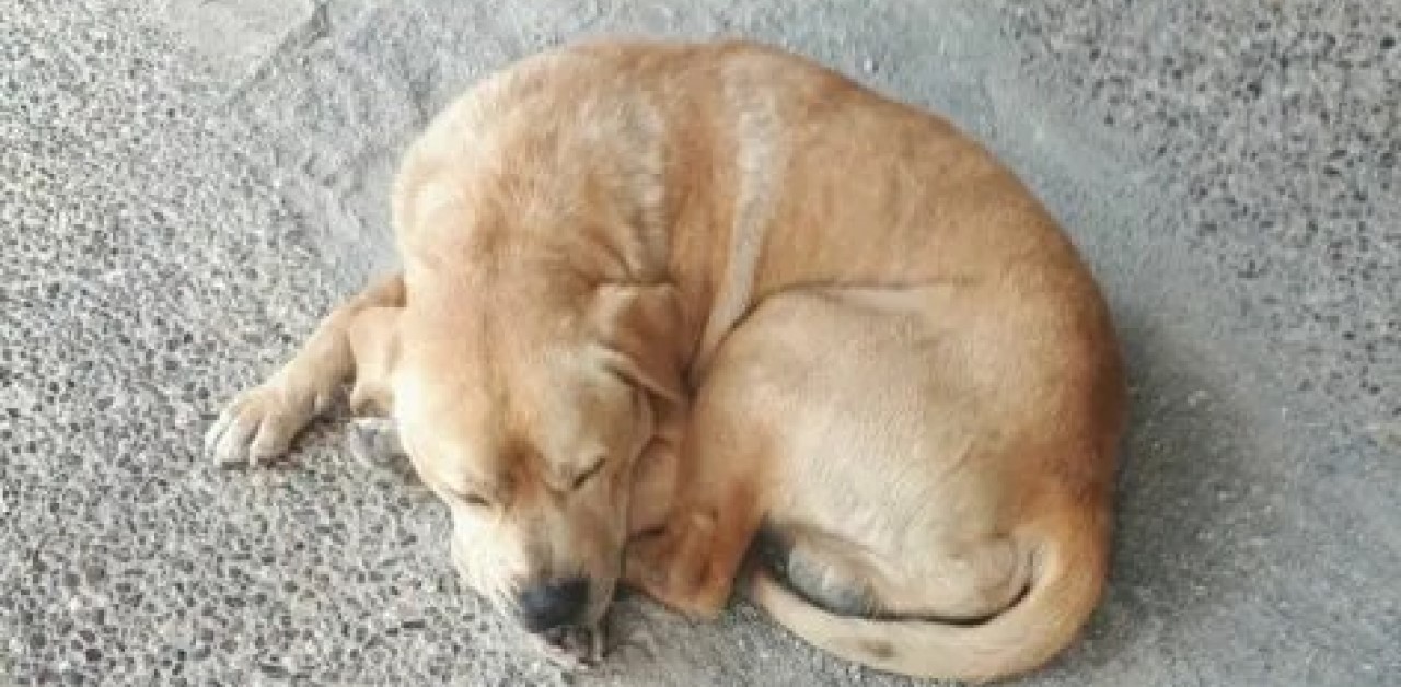 Cagnolino rimane incastrato nella porticina