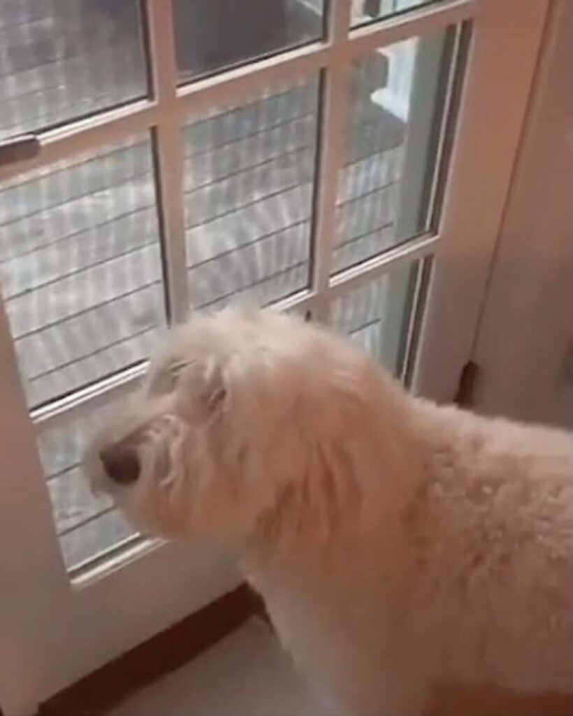 Cane spia fuori dalla finestra