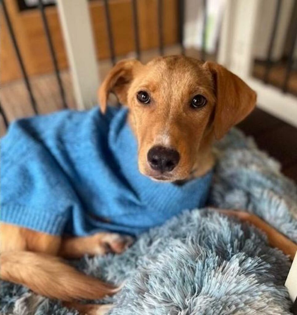 Cagnolino senza una zampa