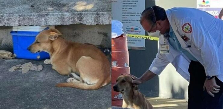 Cucciolo non abbandona mai il suo proprietario.