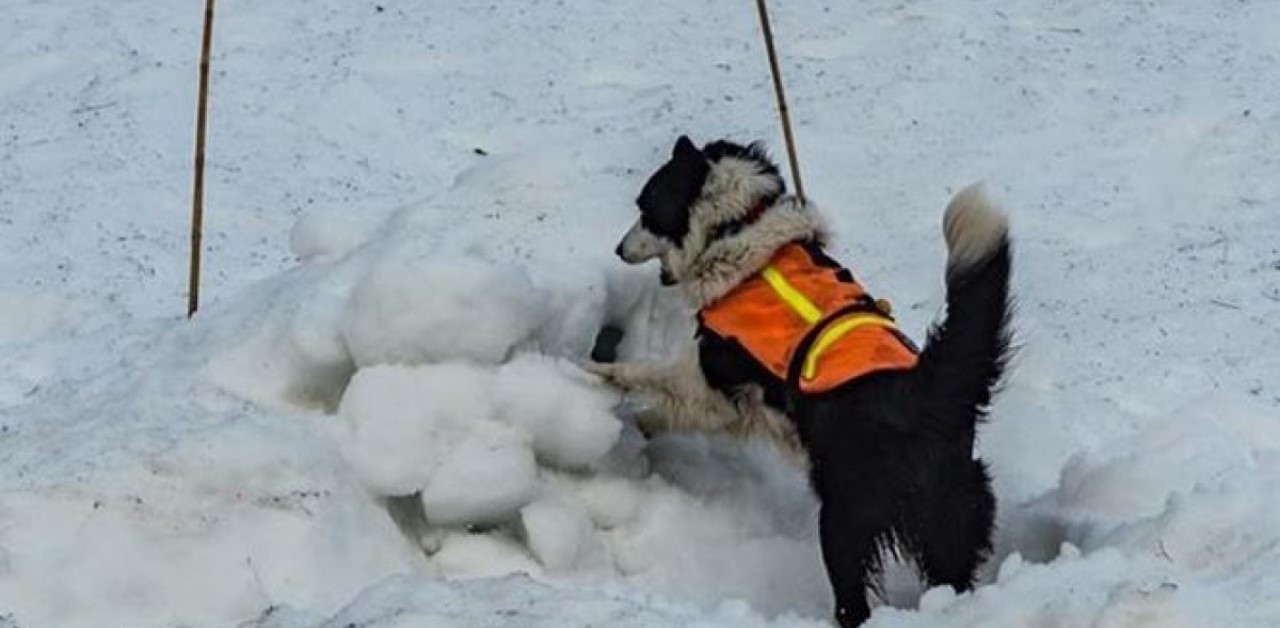 Cucciolo salva un uomo intrappolato sotto la neve