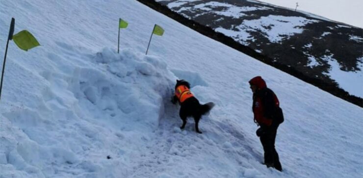 Cucciolo salva un uomo intrappolato sotto la neve