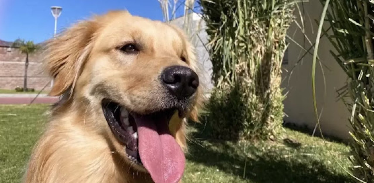 Daiki indispettito con la sua padrona perchè è in ritardo per la sua passeggiata.