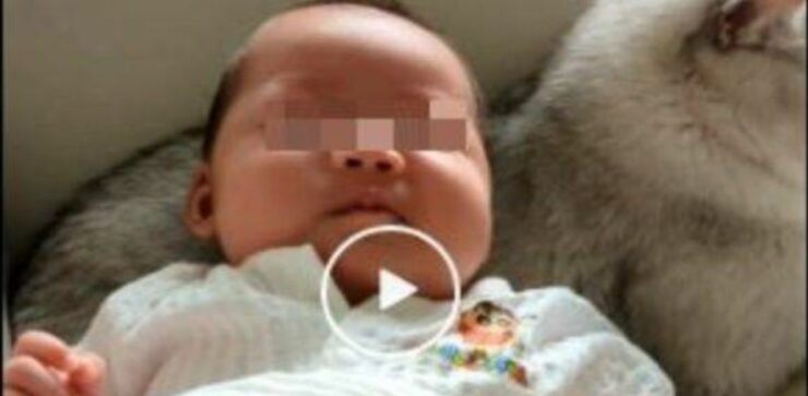 Il gatto "baby-sitter": è perfetto per accudire i bambini (VIDEO)