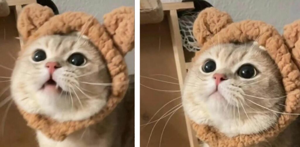 Il video di un gattino tenerissimo che indossa un cappellino da orsacchiotto