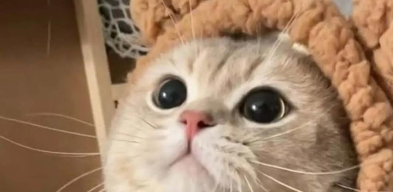 Il video di un gattino tenerissimo che indossa un cappellino da orsacchiotto