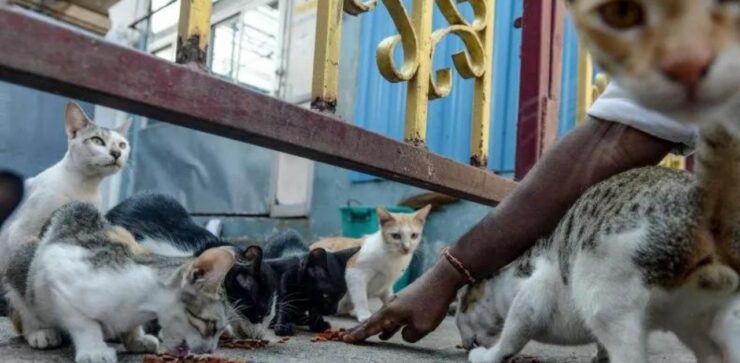 Gatti randagi ricevono cibo consegnato da una mini auto (VIDEO)