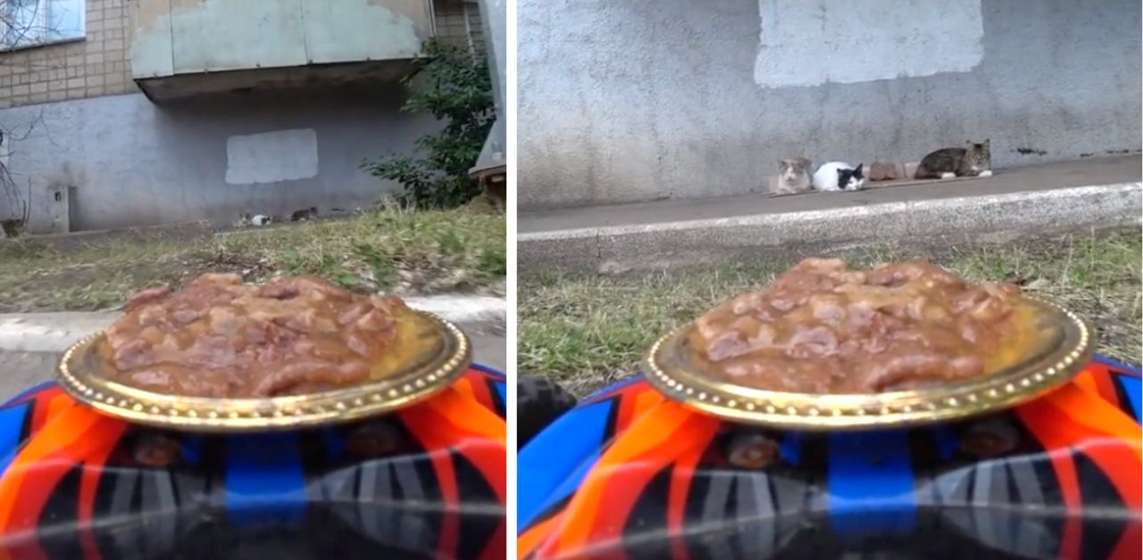 Gatti randagi ricevono cibo consegnato da una mini auto (VIDEO)