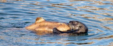 Lontra marina abbraccia uno squalo