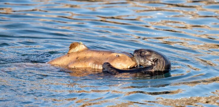 Lontra marina abbraccia uno squalo