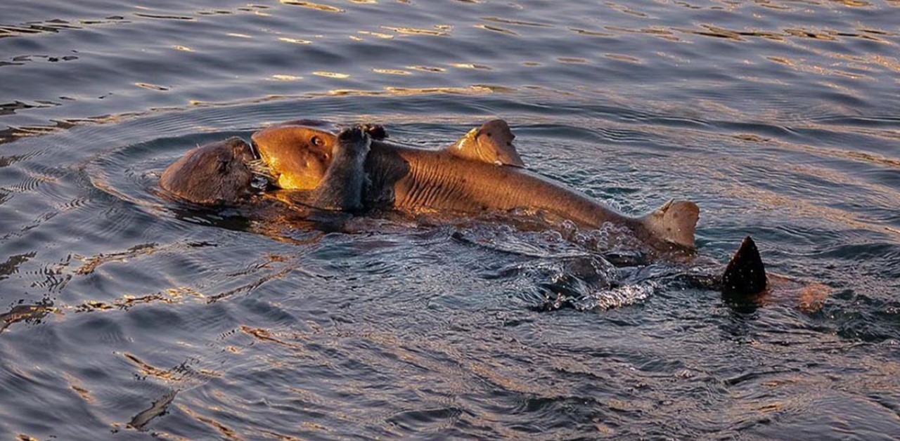 Lontra marina abbraccia uno squalo