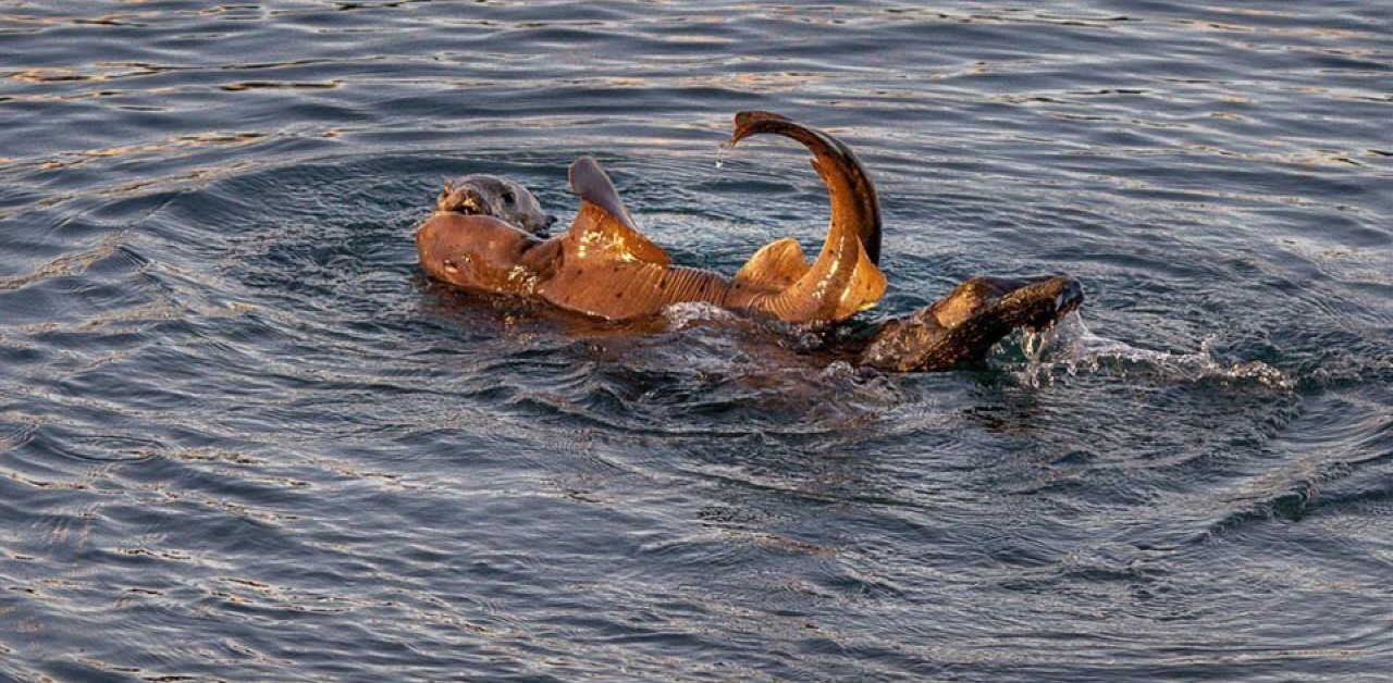 Lontra marina abbraccia uno squalo