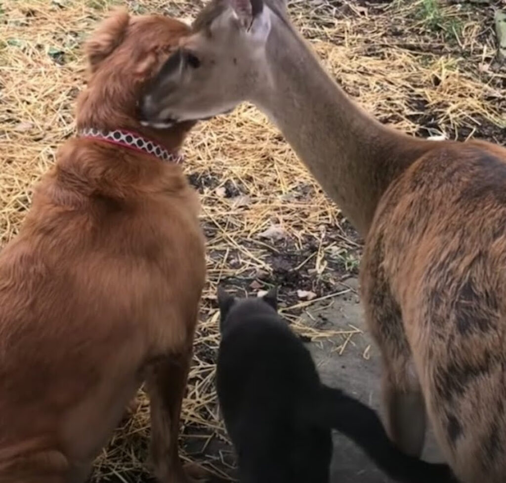 Cervo insieme al cane