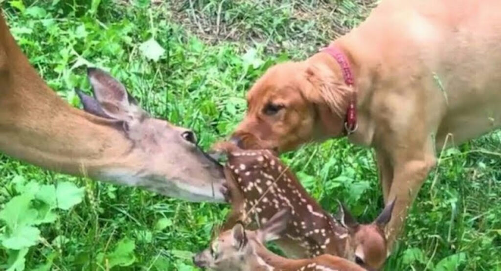 Cane si prende cura dei cuccioli di cervo