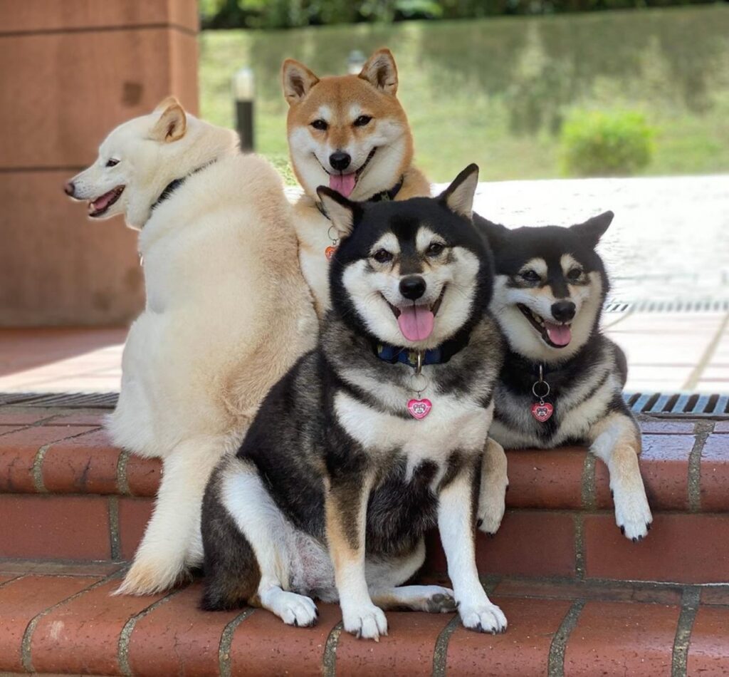 Shiba Inu sulle scale