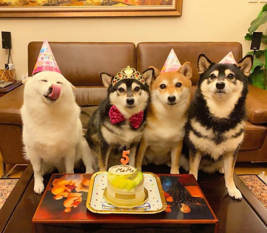 cani al compleanno