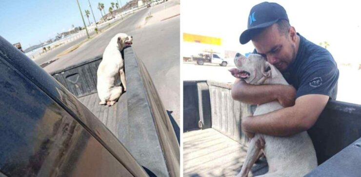 Cagnolino fa la sua ultima passeggiata con il padrone prima di salutarlo per sempre