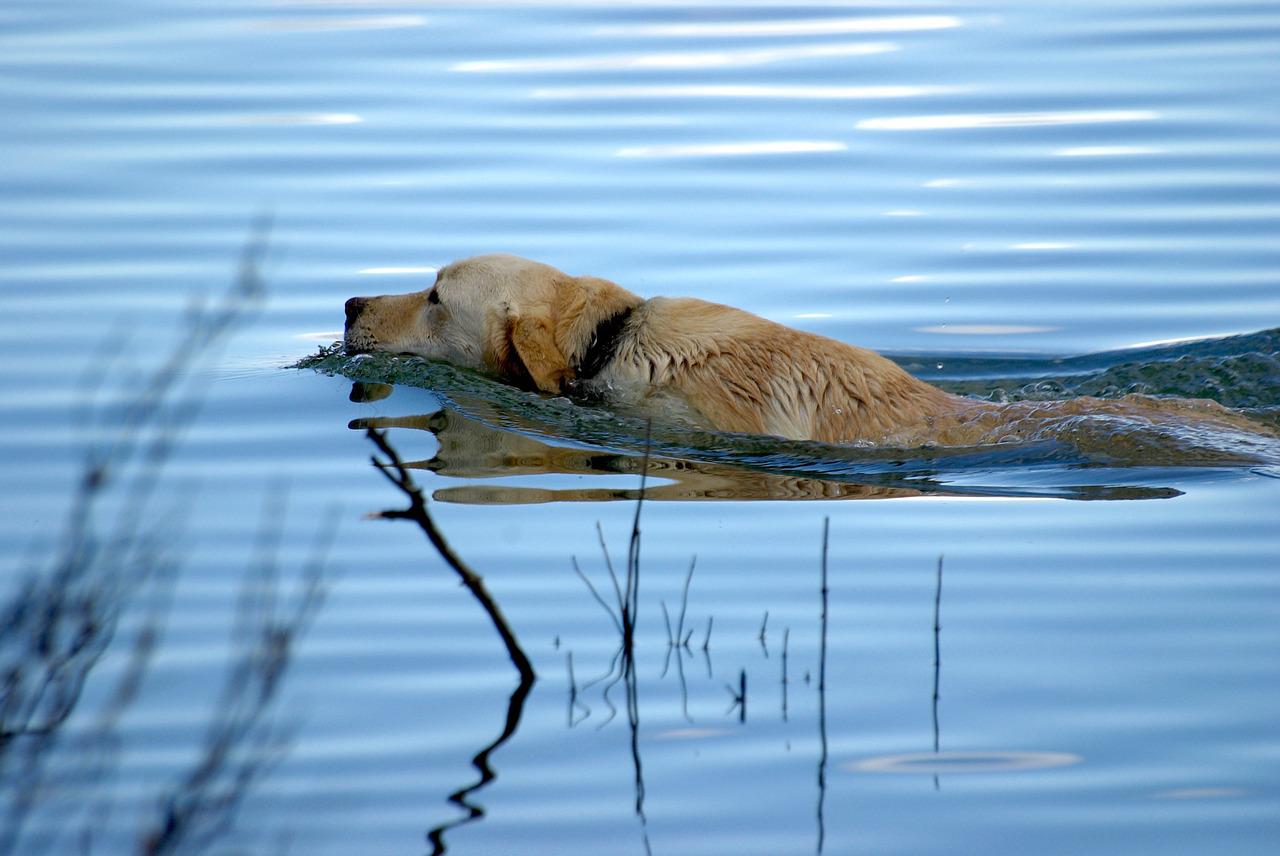 acque pericolose cane