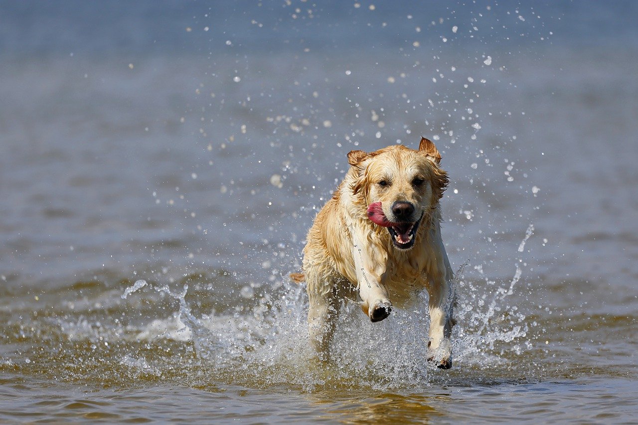 acque pericolose cane