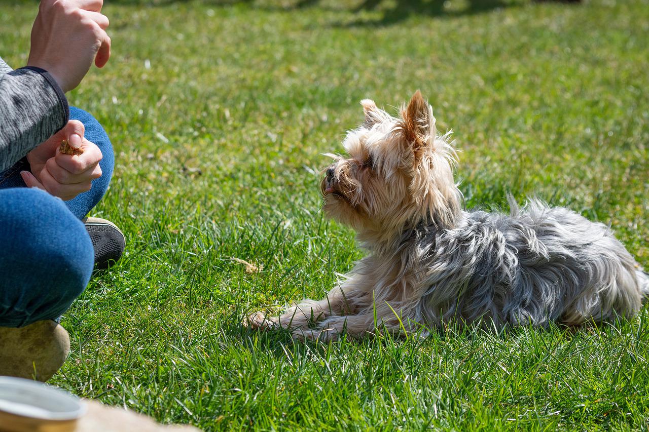 come non addestrare il cane