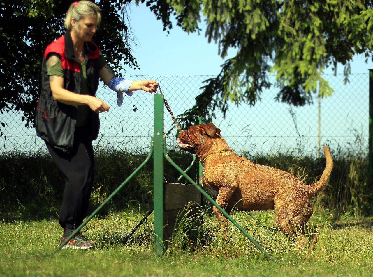 addestrare cane ingestibile