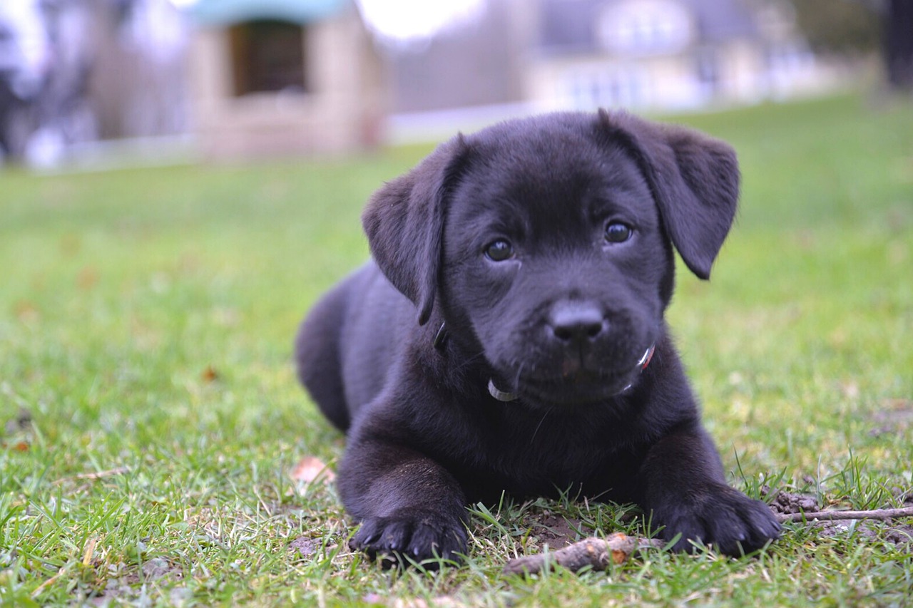 addestrare cucciolo cane