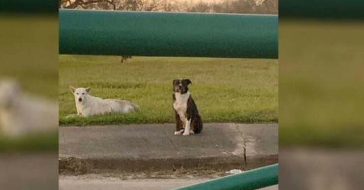 cani segnalati da un'amica